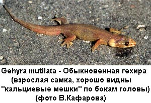 Gehyra mutilata (фото В.Кафарова) 600x400